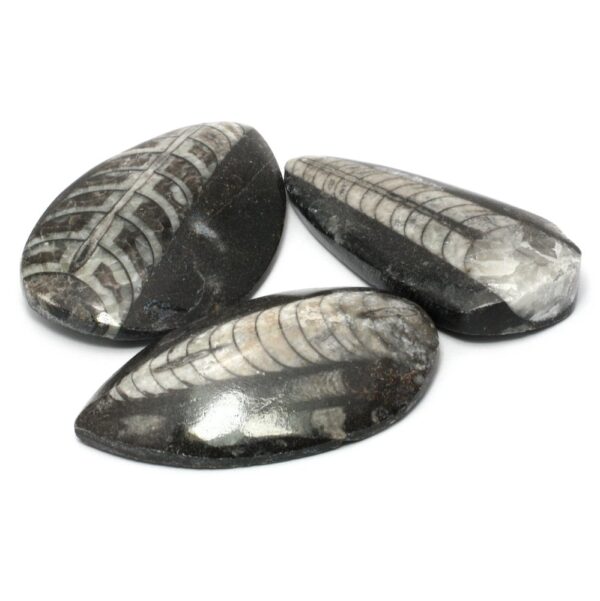Orthoceras