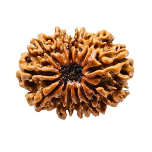 12 Mukhi Rudraksha