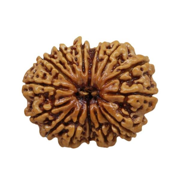 14 Mukhi Rudraksha