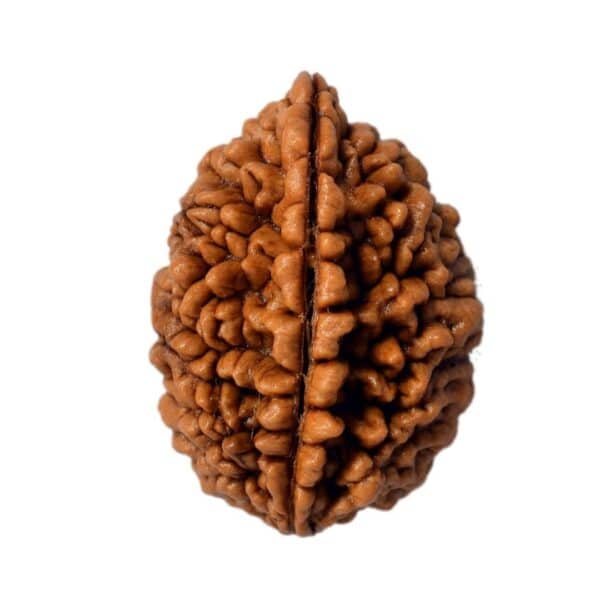 2 Mukhi Rudraksha