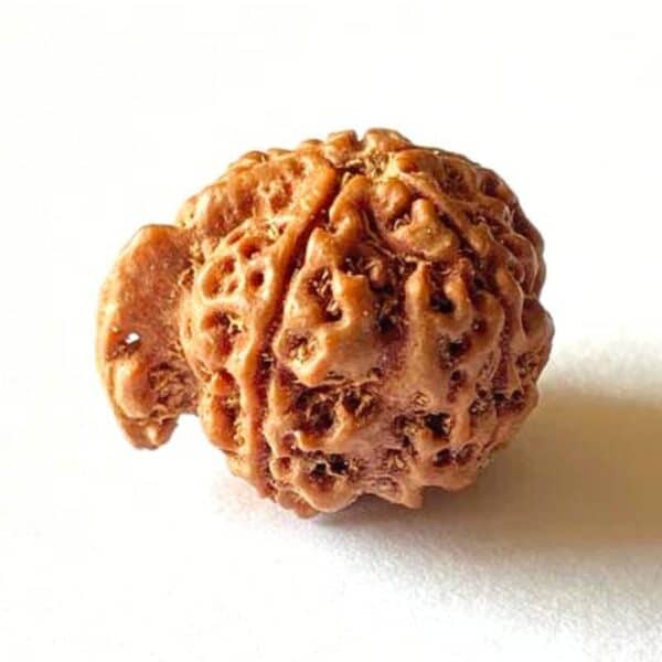 Ganesh Mukhi Rudraksha