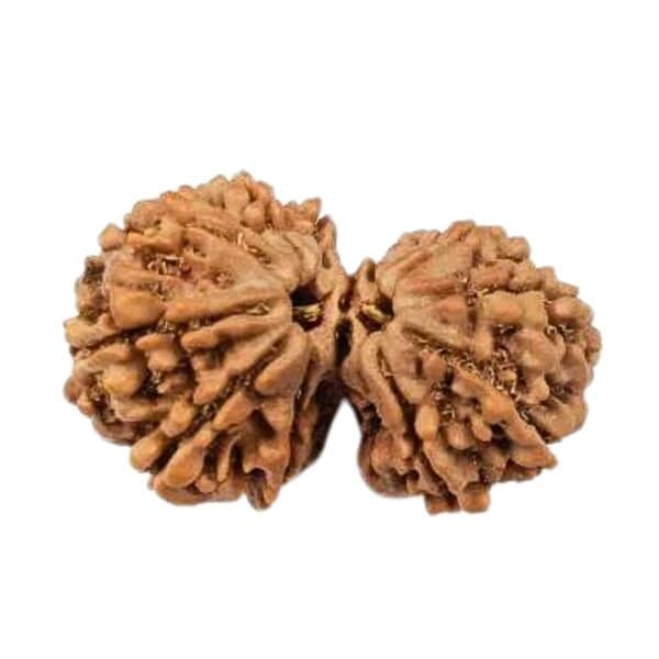 Gauri Shankar Rudraksha